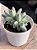 Pachyphytum mexicano - Imagem 2