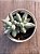 Pachyphytum mexicano - Imagem 3