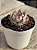 Echeveria cassidy - Imagem 2