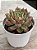 Echeveria auroralis - Imagem 2