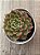 Echeveria auroralis - Imagem 3