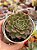 Echeveria auroralis - Imagem 1