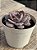 Echeveria difractens - Imagem 2
