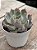 Echeveria Priscila - Imagem 2