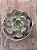 Echeveria Priscila - Imagem 3