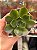 Echeveria relena - Imagem 1