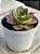 Echeveria relena - Imagem 2