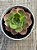 Echeveria relena - Imagem 3