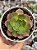 Echeveria relena - Imagem 1