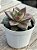 Echeveria grammut - Imagem 2