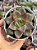 Echeveria grammut - Imagem 1