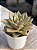 Echeveria grammut - Imagem 2