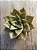 Echeveria grammut - Imagem 3