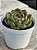 Echeveria elisha - Imagem 2
