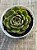 Echeveria elisha - Imagem 3