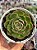 Echeveria elisha - Imagem 1