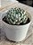 Echeveria mexican x mínima - Imagem 2