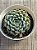 Echeveria mexican x mínima - Imagem 3