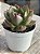 Echeveria Anne - Imagem 2