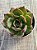 Echeveria Anne - Imagem 3