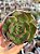 Echeveria Anne - Imagem 1