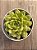 Echeveria ice angel variegata (NOVIDADE) - Imagem 3