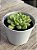 Echeveria ice angel variegata - Imagem 2