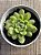 Echeveria ice angel variegata - Imagem 3