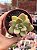 Echeveria apple candy - Imagem 1