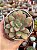 Echeveria apple candy - Imagem 1