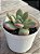 Echeveria apple candy - Imagem 3