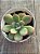 Echeveria apple candy - Imagem 4