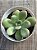 Echeveria apple candy - Imagem 3