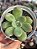 Echeveria apple candy - Imagem 1