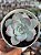 Sedum sinforosanum - Imagem 1