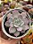 Sedum sinforosanum - Imagem 1