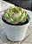 Echeveria Alladin - Imagem 2