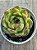 Echeveria Alladin - Imagem 3
