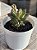 Echeveria ignis - Imagem 2