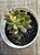 Echeveria ignis - Imagem 3