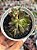 Echeveria ignis - Imagem 1