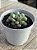 Graptoveria amethorum grape (China) - Imagem 3