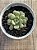 Graptoveria amethorum grape (China) - Imagem 4