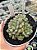 Graptoveria amethorum grape (China) - Imagem 2