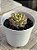 Echeveria nymeria - Imagem 2
