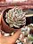 Echeveria jocelyn - Imagem 2