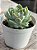 Echeveria jocelyn - Imagem 2