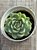 Echeveria jocelyn - Imagem 3
