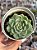 Echeveria jocelyn - Imagem 1
