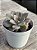 Echeveria híbrida de ness - Imagem 2